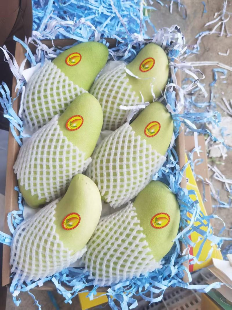 海南金煌芒一件代发包邮代收代办接直播团购