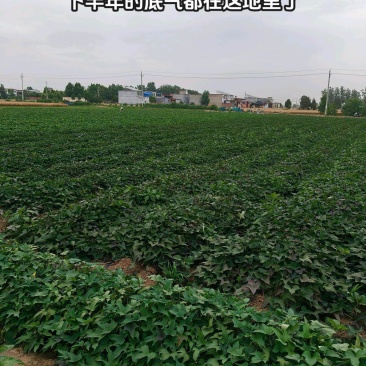 西瓜红、商薯19、哈蜜脱毒扩繁大田红薯种苗