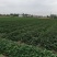 西瓜红、商薯19、哈蜜脱毒扩繁大田红薯种苗