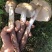 云南山区新鲜纯野生鸡枞菌，直采直发！欢迎来电咨询