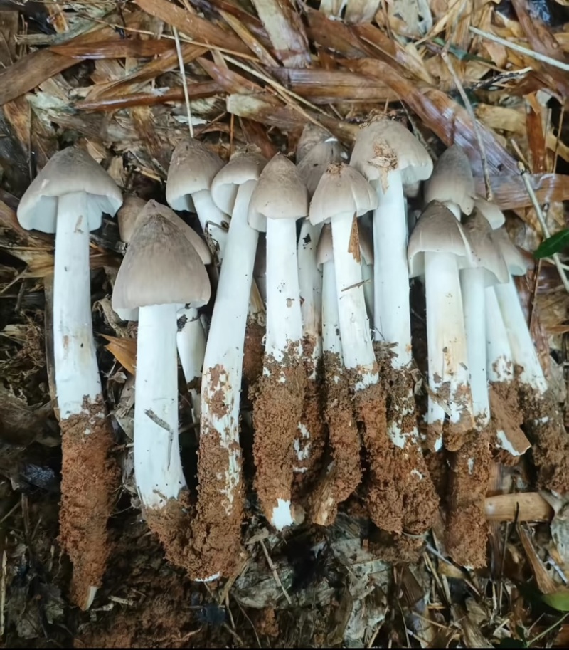 云南山区新鲜纯野生鸡枞菌，直采直发！欢迎来电咨询