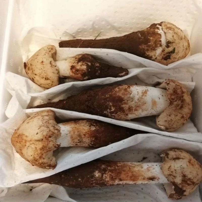 云南山区新鲜纯野生鸡枞菌，直采直发！欢迎来电咨询