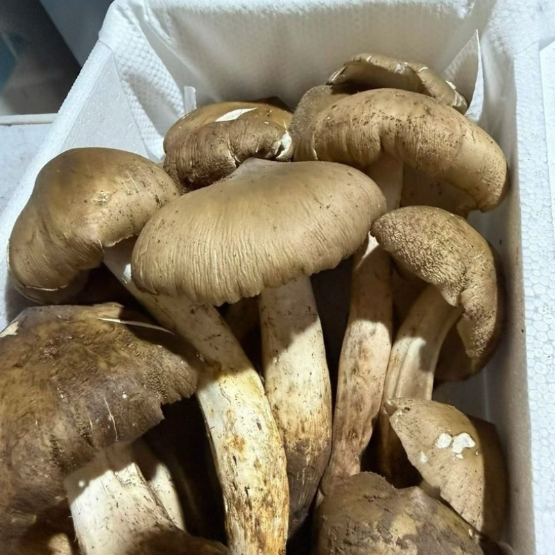 云南山区新鲜纯野生鸡枞菌，直采直发！欢迎来电咨询