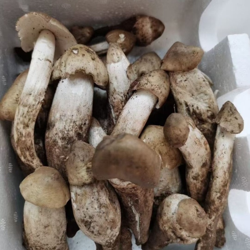 云南山区新鲜纯野生鸡枞菌，直采直发！欢迎来电咨询