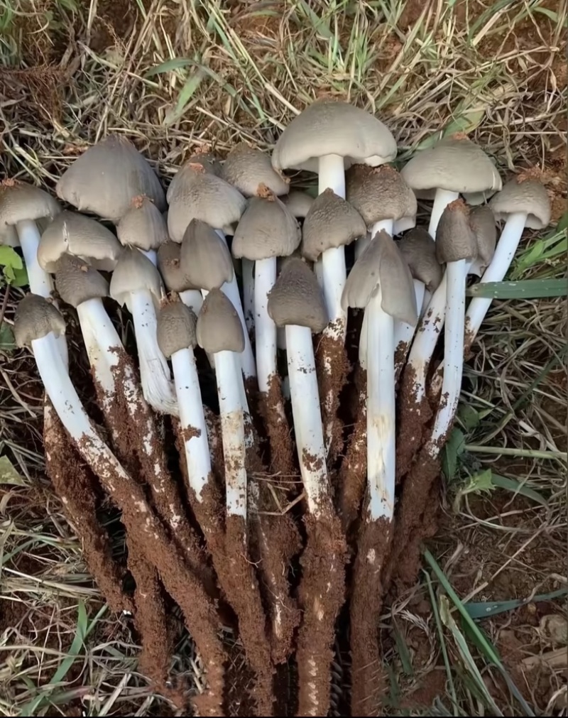 云南山区新鲜纯野生鸡枞菌，直采直发！欢迎来电咨询