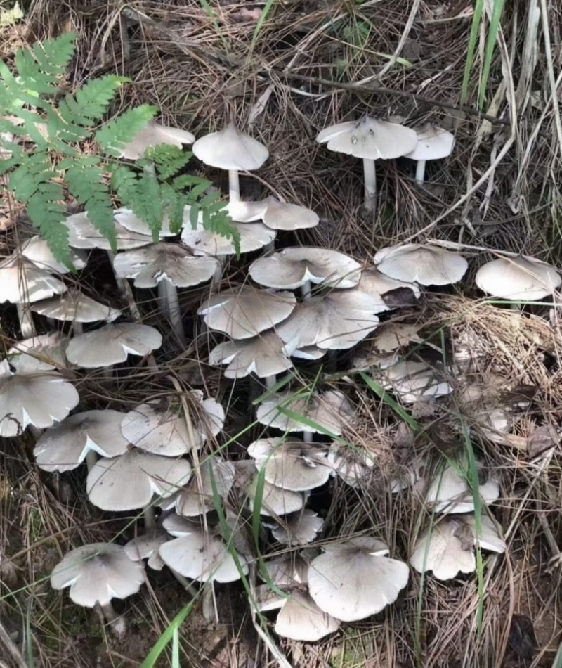 云南山区新鲜纯野生鸡枞菌，直采直发！欢迎来电咨询