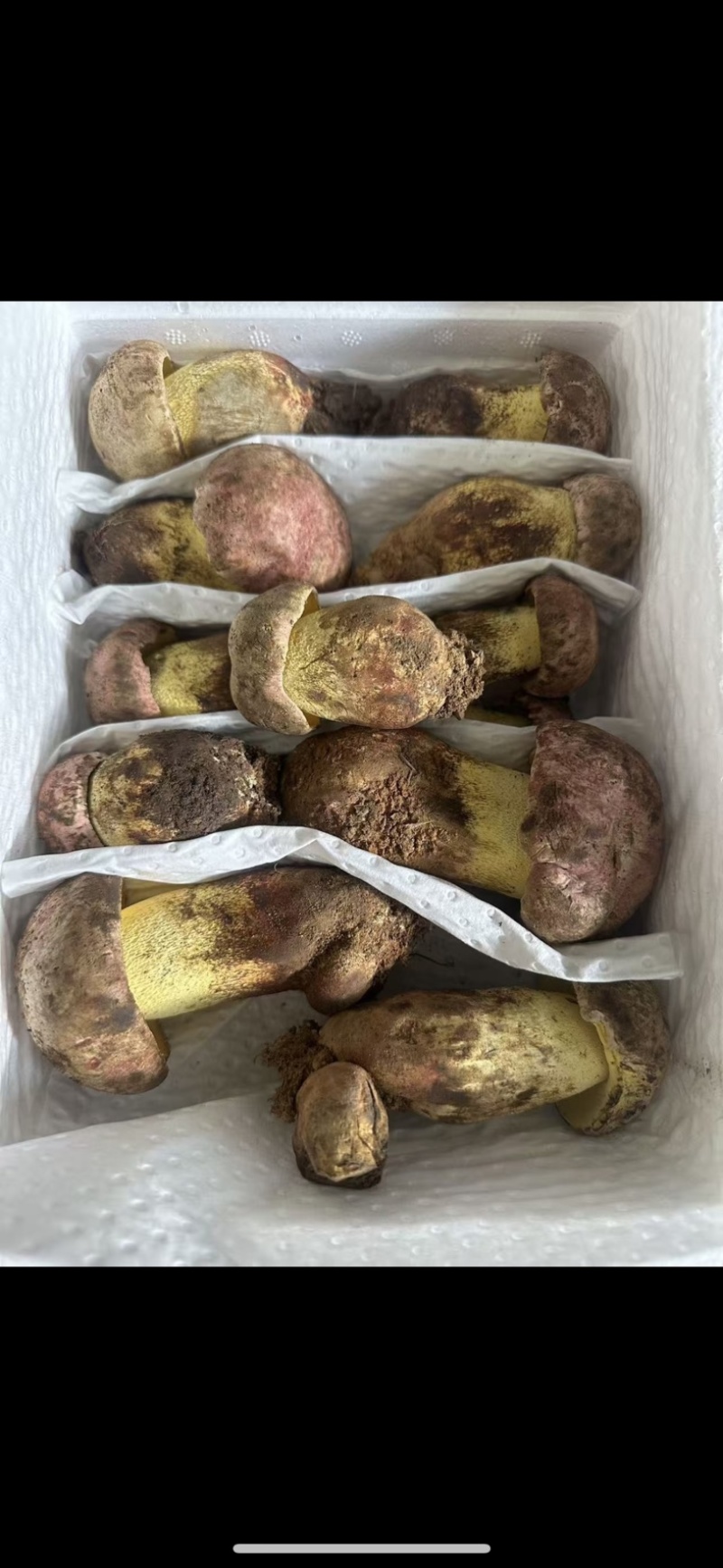 云南新鲜野生菌见手青纯野生采摘欢迎来电咨询