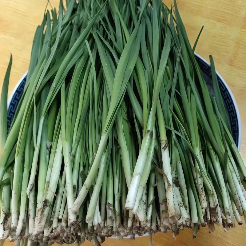 新鲜大叶韭菜江苏昆山基地直发当日采收品相优良