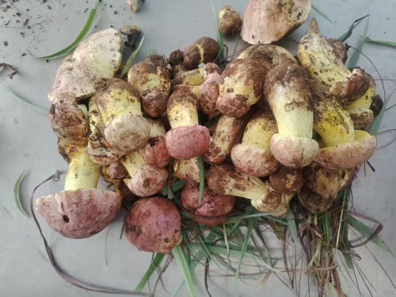 云南新鲜野生菌见手青纯野生采摘欢迎来电咨询