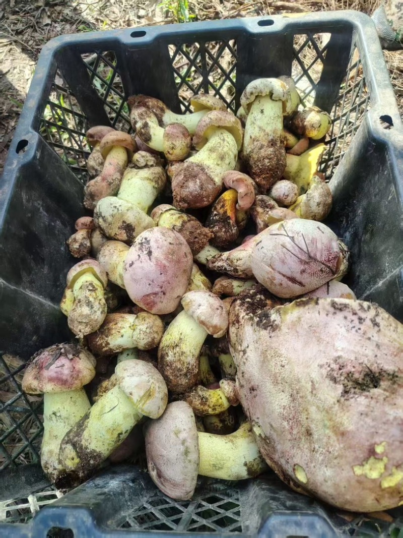 云南新鲜野生菌见手青纯野生采摘欢迎来电咨询