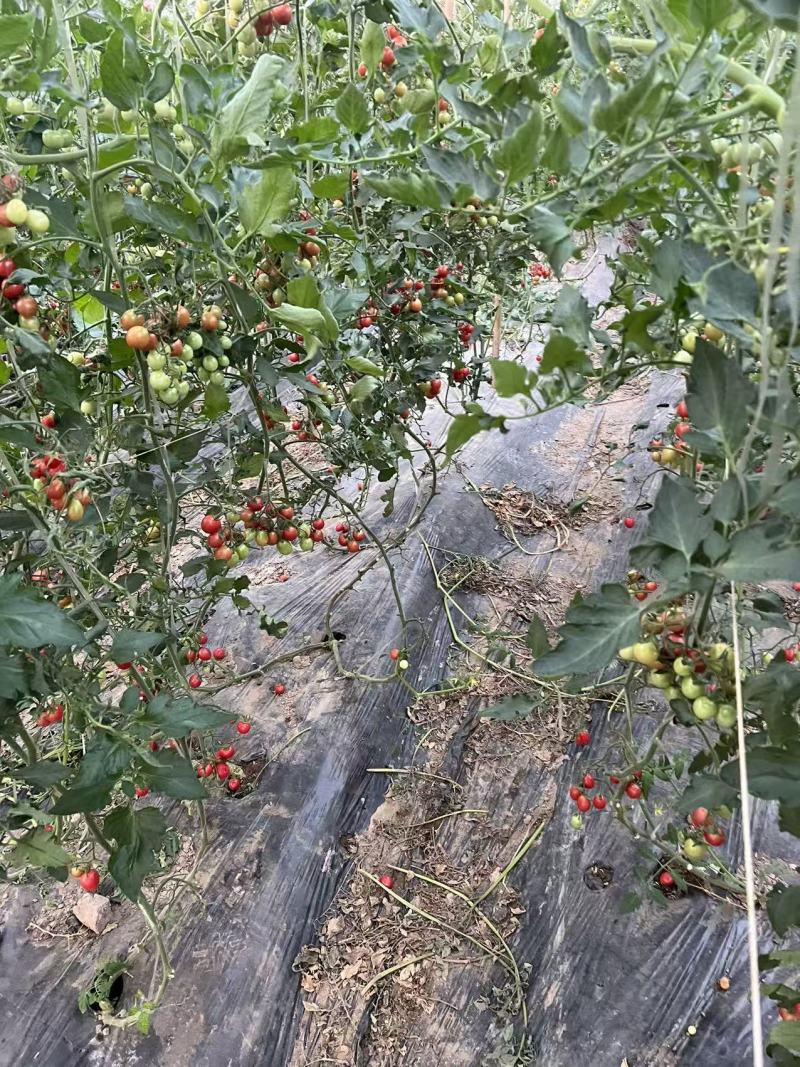 浙樱粉小番茄