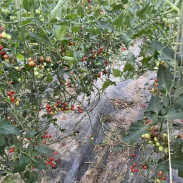 浙樱粉小番茄