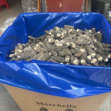 羊肚菌干货批发产地直供商用