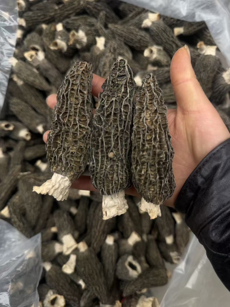 羊肚菌干货批发产地直供商用