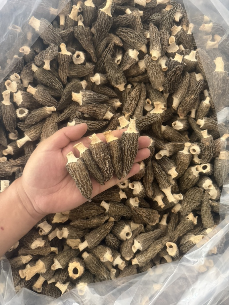 羊肚菌干货批发产地直供商用