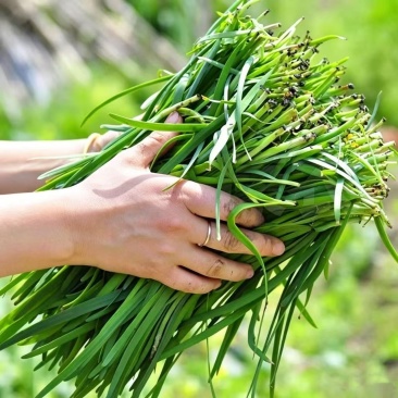 新鲜大叶韭菜江苏昆山基地直发当日采收品相优良