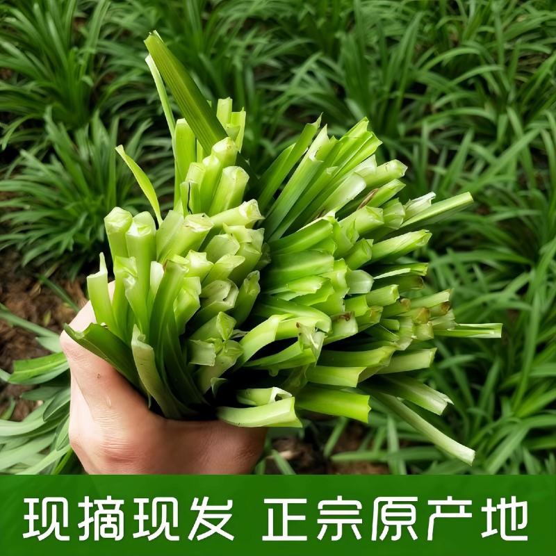 新鲜大叶韭菜江苏昆山基地直发当日采收品相优良