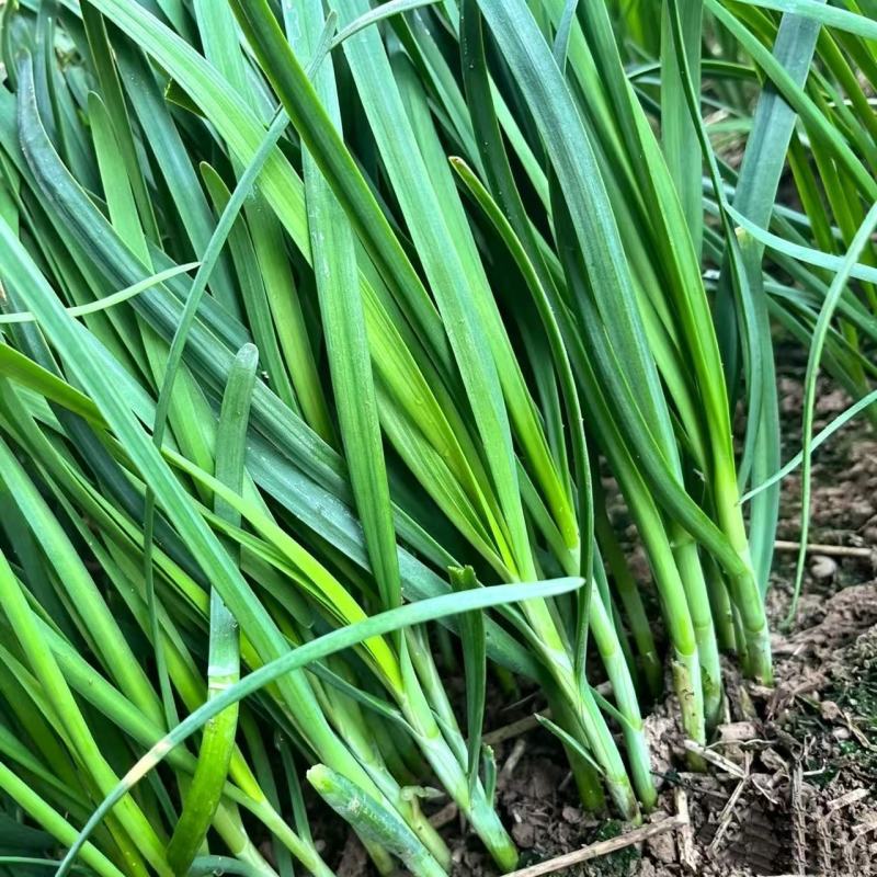 新鲜大叶韭菜江苏昆山基地直发当日采收品相优良
