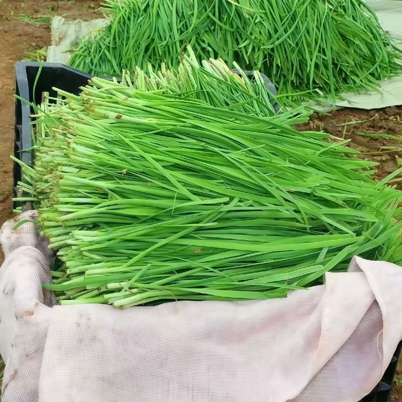 新鲜大叶韭菜江苏昆山基地直发当日采收品相优良