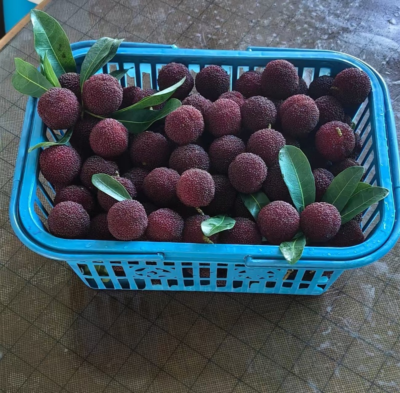 仙居杨梅，夏季上新