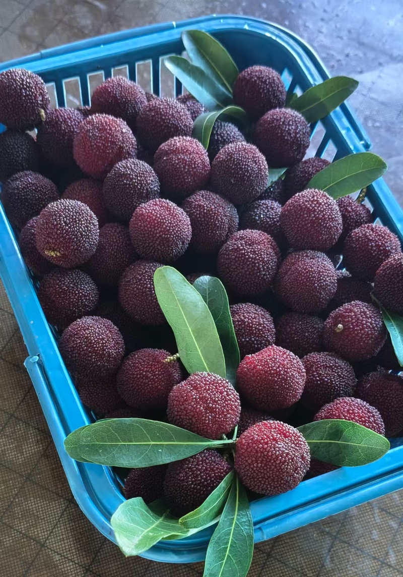 仙居杨梅，夏季上新