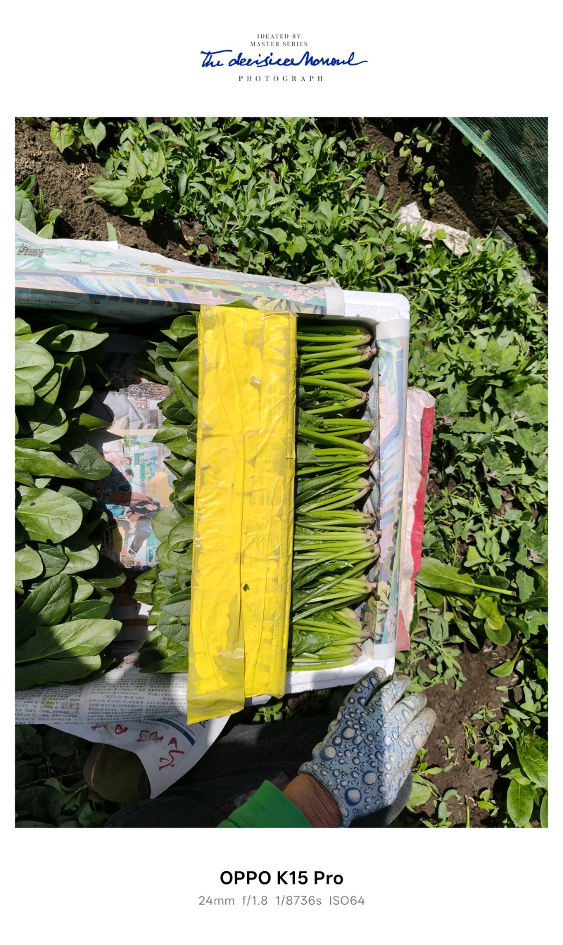 内蒙古锡林郭勒盟太仆寺旗，大叶菠菜大量上市，保质保量。