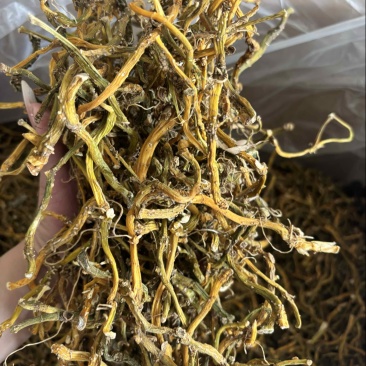 玉竹三蒸三晒玉竹无硫熏新货批发零售均可