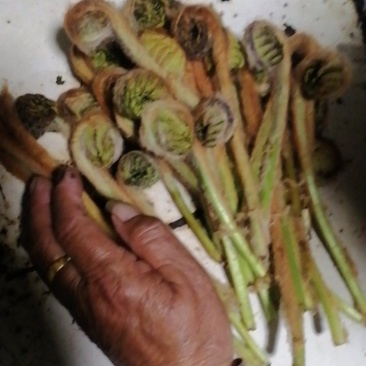 东北牛毛广。（学名薇菜）