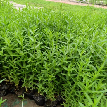 千屈菜，新鲜现摘，大量供货，欢迎咨询