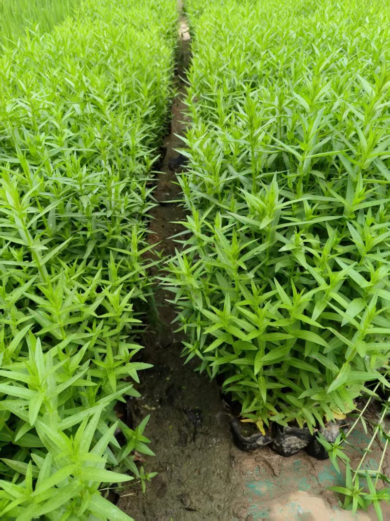 千屈菜，新鲜现摘，大量供货，欢迎咨询
