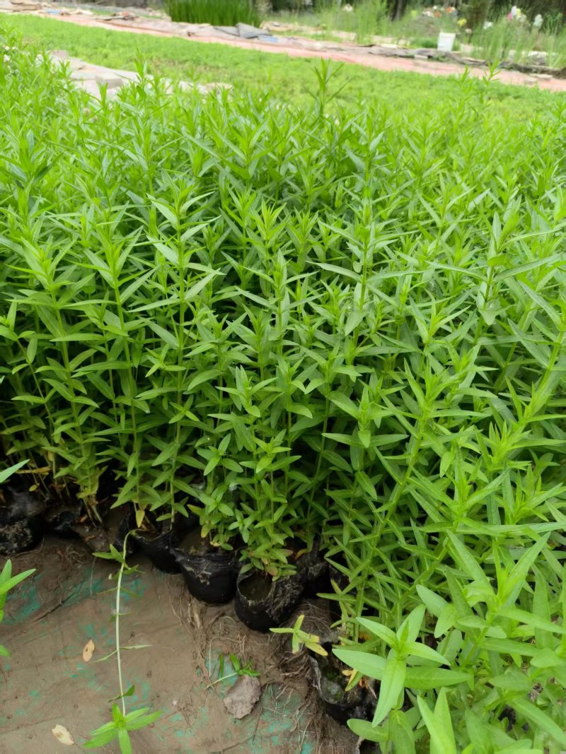 千屈菜，新鲜现摘，大量供货，欢迎咨询