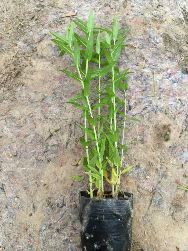 千屈菜，新鲜现摘，大量供货，欢迎咨询