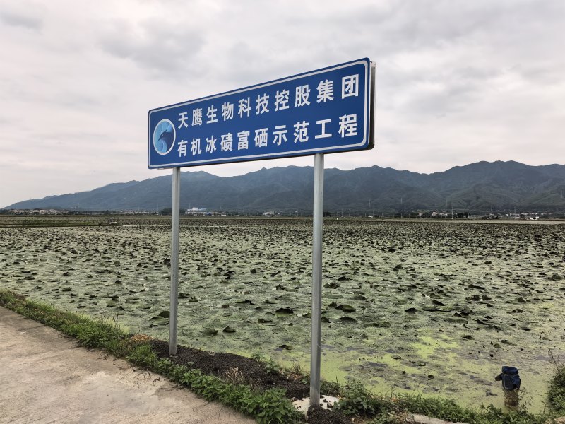 沙埔浦**原生态基地认证有机芡实种植生产加工基地