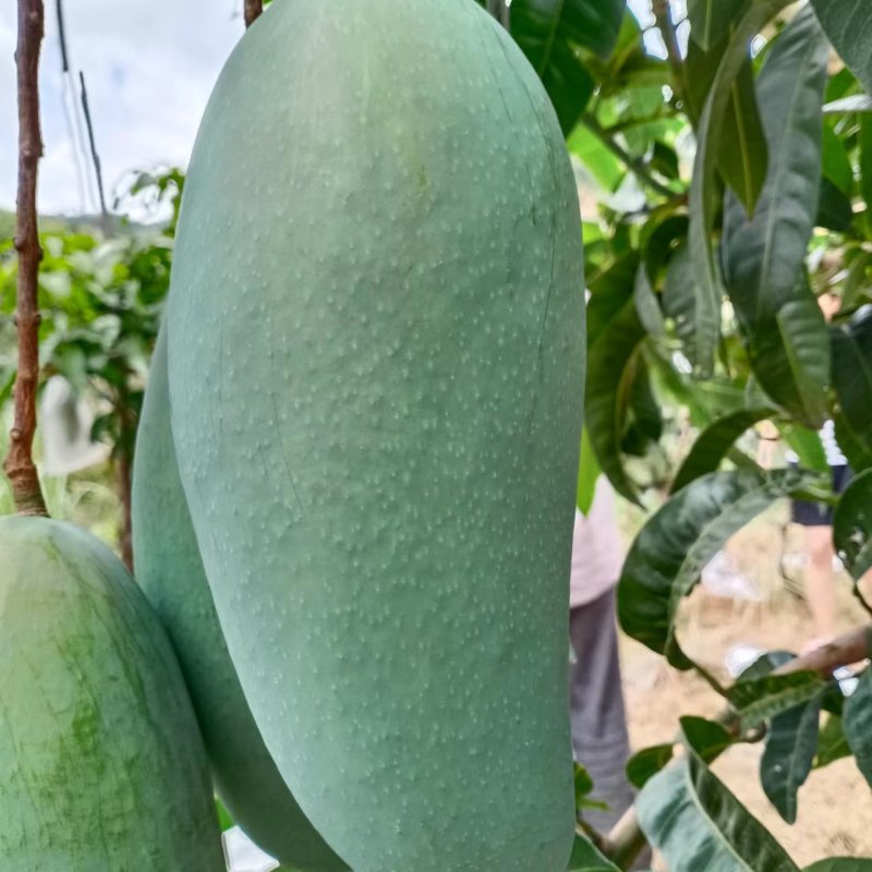 四川攀枝花金煌芒果产地代办市场供货一手货源