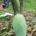 四川攀枝花金煌芒果产地代办市场供货一手货源