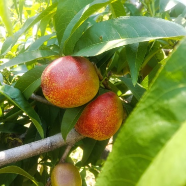 油桃