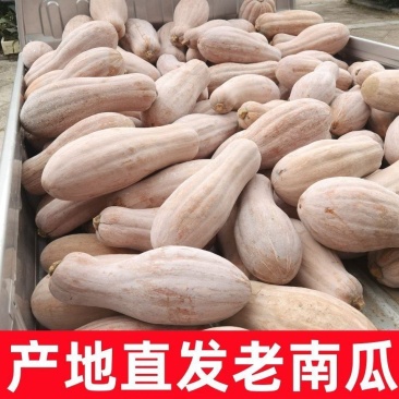精品蜜本老南瓜