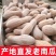 精品蜜本老南瓜