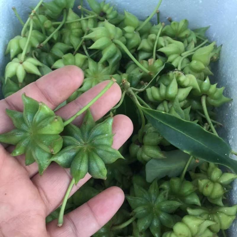 贵州现摘野生大红生八角无硫调味料香料质量保证