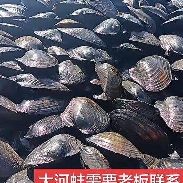 河蚌