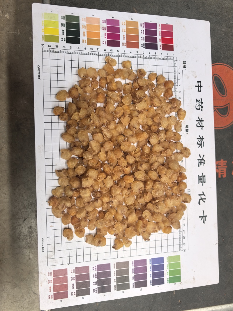 源头工厂批发广西博白精品桂圆肉无硫自然烘干无核龙眼肉多品种