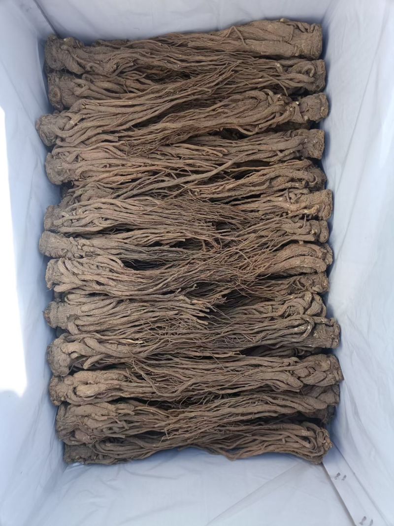 甘肃原产精选当归特大条