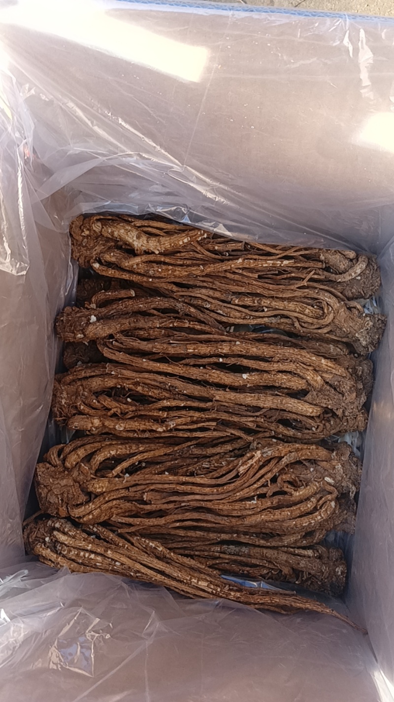 甘肃原产精选当归特大条