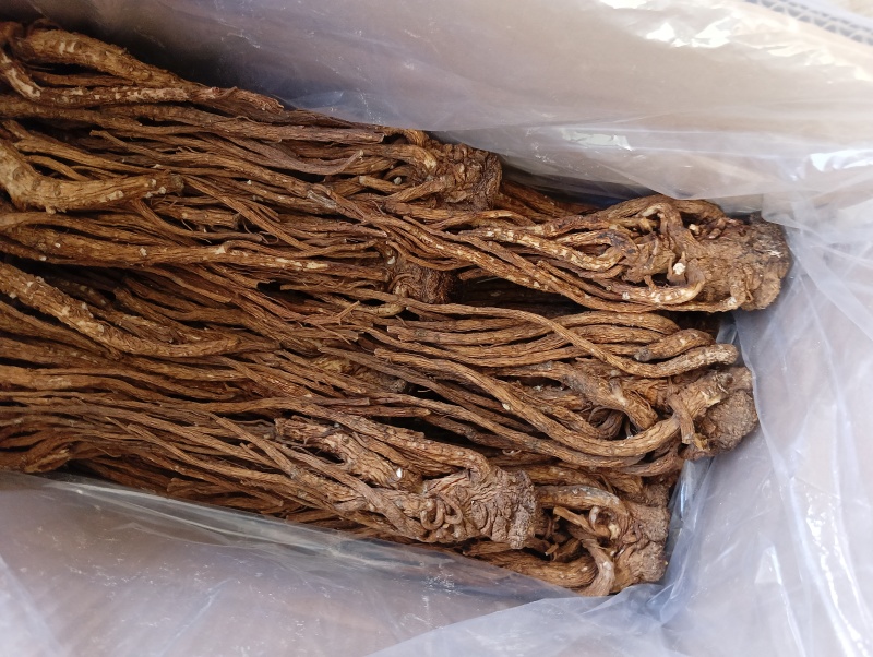 甘肃原产精选当归特大条