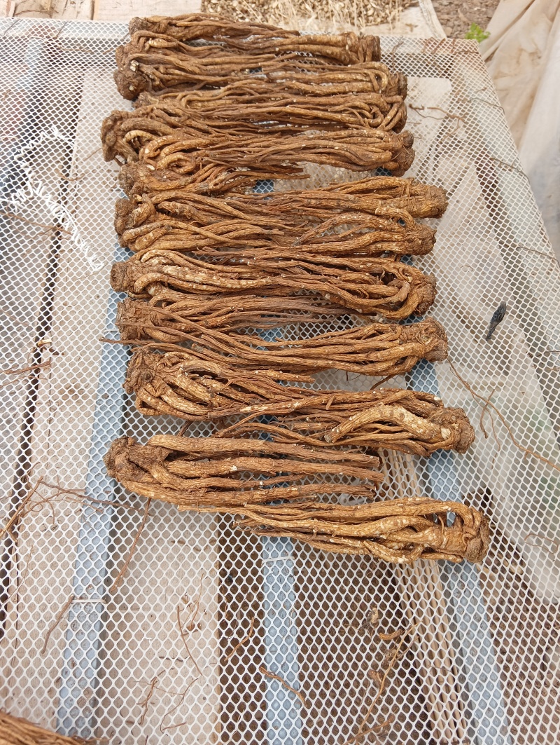 甘肃原产精品当归大条