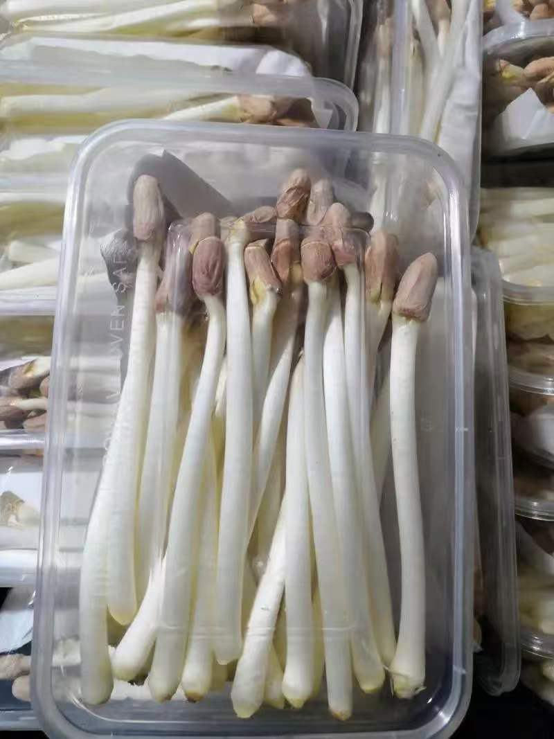 【精品】花生芽基地直供一手货对接市场档口商超电商品质保证