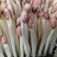【精品】花生芽基地直供一手货对接市场档口商超电商品质保证