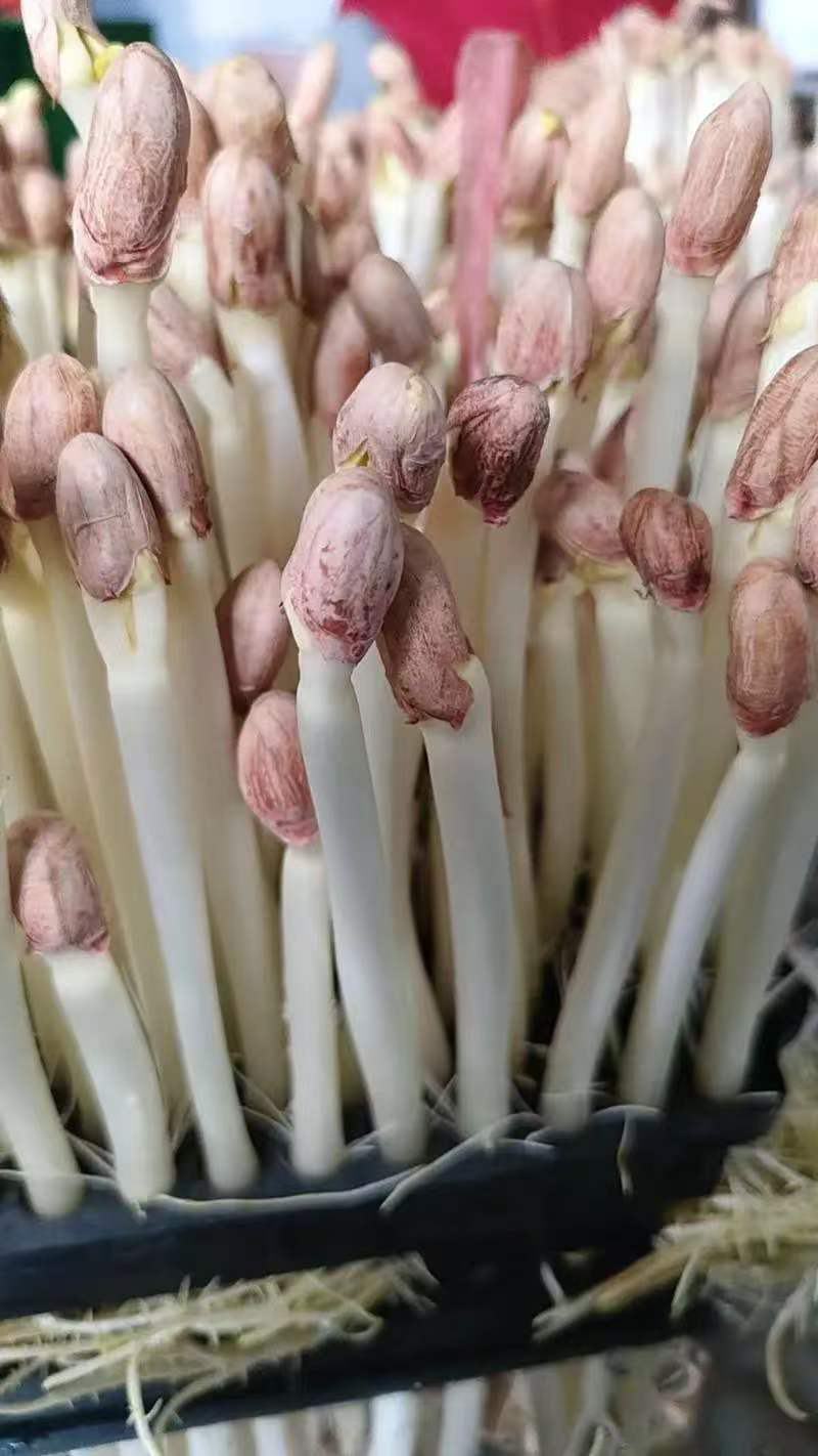 【精品】花生芽基地直供一手货对接市场档口商超电商品质保证