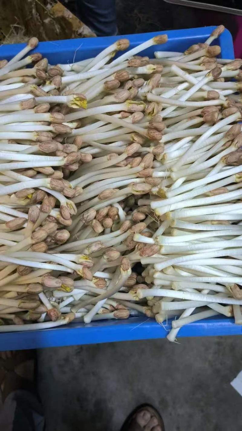 【精品】花生芽基地直供一手货对接市场档口商超电商品质保证