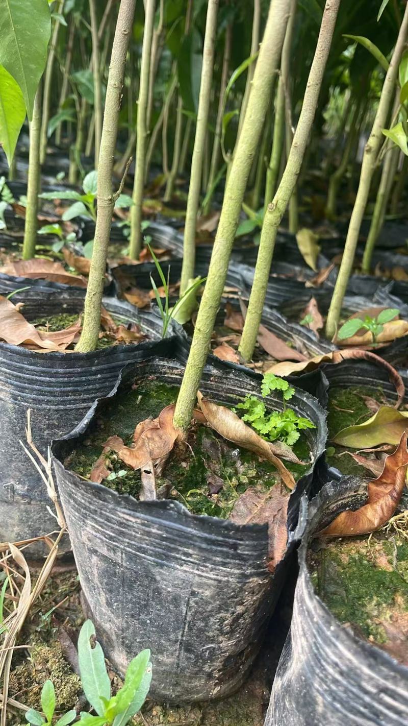广西钦州白木沉香苗直生苗。沉香底苗大杯苗